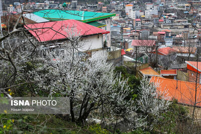  طبیعت بهاری سوادکوه