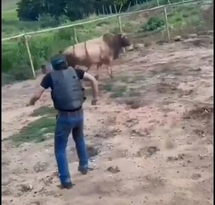  فیلم لحظه پرتاب شدن یک مرد توسط گاو