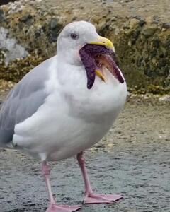  فیلم نحوه بلعیدن ستاره دریایی توسط مرغ دریایی