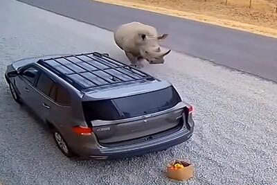  معماری طبیعت؛ کرگدن تنش میخاره برا دعوا حیوون گیر نیاوورد با ماشین سرشاخ شد توشم آدمه