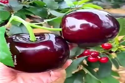  کشاورزی نوین؛ گیلاس پرورش دادن هر دونش چند کیلوعه برا بلند کردنش به هن هن افتادن