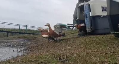  نجات پرندگان قاچاق در تهران و رهاسازی در زیستگاه طبیعی سلکه صومعه‌سرا