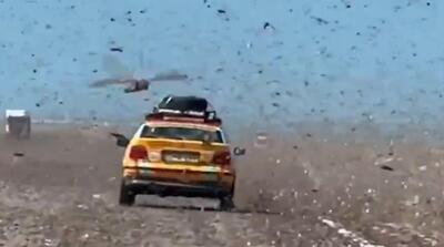  تصاویر حمله ملخ‌ها در صحرای مراکش به خودروها