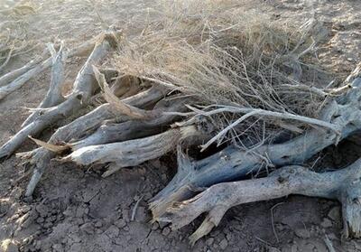  ماجرای هرس گسترده تاغزارهای علی‌آباد قریشی خواف - تسنیم
