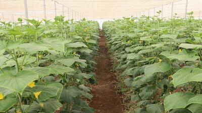  تولید محصولات گلخانه‌ای به بیش از ۳ میلیون و ۸۰۰ هزارتن می‌رسد