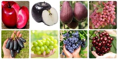  چرا این نهال‌های خاص و کمیاب برای خانه‌باغ یا حیاط شما ضروری است؟