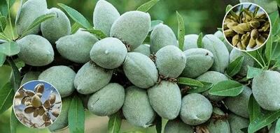  نهال بادام یارانه ای با مشارکت جهاد کشاورزی، طرح نوین  در بحران کم آبی