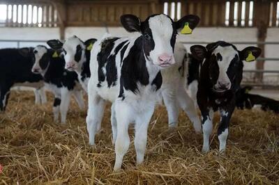  قیمت دام زنده امروز ۹ اسفند ۱۴۰۴ + جدول