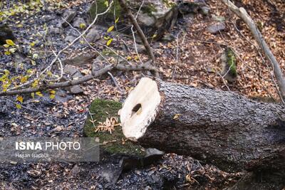  تقویت حفاظت از جنگل‌ها با برداشت درختان شکسته و افتاده