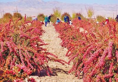  توسعه از دل محدودیت‌های اقلیمی با کشاورزی ماندگار