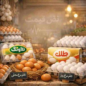  رکوردشکنی قیمت تخم مرغ در آستانه سال نو؛ جوجه‌ریزی کاهش یافت؟ | قیمت تخم مرغ در سطح کشور ۹ اسفند ۱۴۰۴