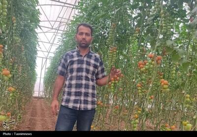  این مرد زنجانی چگونه از شیمی به امپراتوری گلخانه‌ای رسید؟ - تسنیم