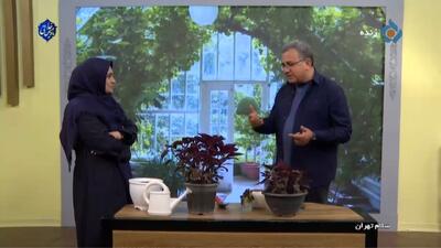  آب برنج آبکشی برای گیاهان مفید است؟ + فیلم