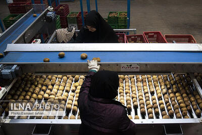  حقوق زنان کارگر در قانون کار/ مادران حقوق ویژه دارند