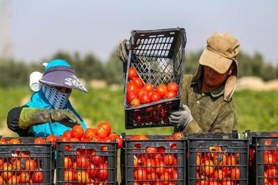  صادرات تخم‌مرغ، گوجه، خرما و سیب‌زمینی ممنوع شد