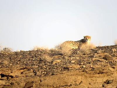  احتمال شناسایی یک یوزپلنگ جدید در یوزکُنام