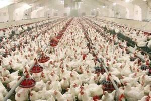  گشت های نظارتی بر بازار در ایلام / جریمه ۳ واحد مرغداری به دلیل امتناع از عرضه