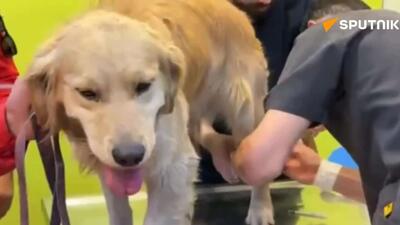  آسیب به سگ های زنده یاب هلال احمر در عملیات های امدادی و جستجوی مفقودین حملات اسرائیل و آمریکا