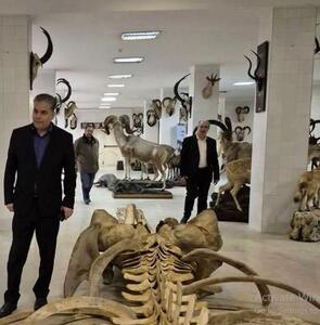  انتقال نمونه‌های ارزشمند موزه تاریخ طبیعی پردیسان