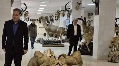  آثار ارزشمند موزه تاریخ طبیعی پردیسان تهران به مخازن امن منتقل شده‌اند