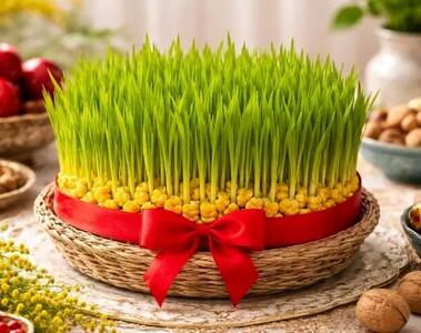  آموزش کاشت سبزه ذرت برای عید نوروز
