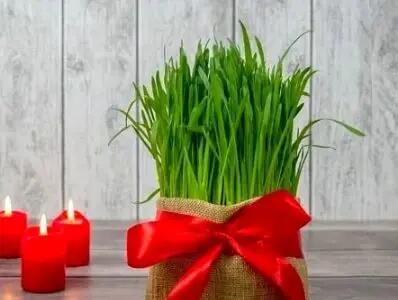  آموزش کاشت سبزه هسته خرما برای عید نوروز
