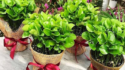  آموزش مرحله‌به‌مرحله کاشت سبزه خاکشیر روی کوزه و سطوح مختلف / سبزه‌ای سبز در ۵ روز!