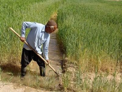  پرداخت ۱۵۰ میلیارد تومان غرامت به این کشاورزان