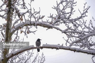  بارش باران و برف در اکثر نقاط کشور از شنبه تا سه‌شنبه (۱۶ اسفند ۱۴۰۴)