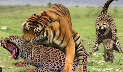  مستند حیات وحش؛ ببر؛ پلنگ