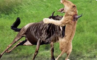  مستند حیات وحش؛ کل یالدار شاخشو از حلقوم شیر رد میکنه