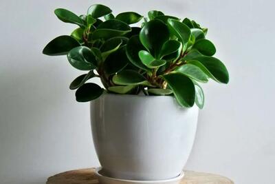  راهنمای رشد سریع گیاه قاشقی