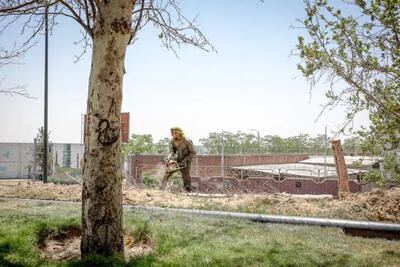  پویش ملی دانشجویان برای کاشت درخت به یاد رهبر شهید