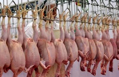  قیمت جدید مرغ اعلام‌شد