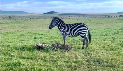  بدایع حیات وحش؛ گورخری که با لگدش صورت شیر رو ترکوند