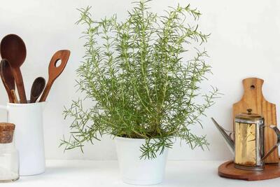  نکاتی که باید برای نگهداری از گیاه رزماری بدانید