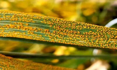  مشاهده یبماری خطرناک «زنگ زرد» در مزارع گندم گلستان