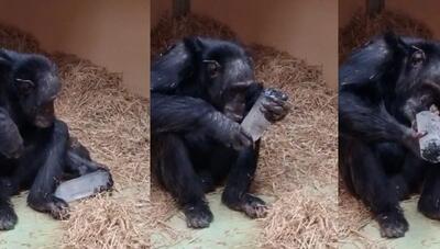 علاقه عجیب شامپانزه‌ ها به «کریستال»