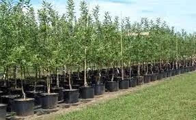  تولید سالانه ٧.۵ میلیون اصله نهال شناسنامه‌دار در فارس