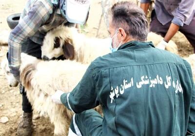  35 هزار رأس دام در بوشهر علیه بیماری تب برفکی واکسینه شدند - تسنیم