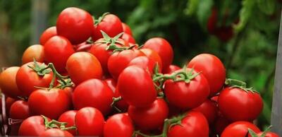  نقش گوجه فرنگی در سلامت لثه