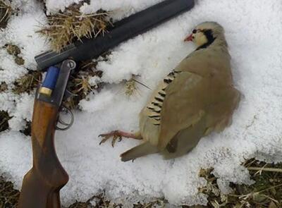  شکارچیان متخلف در ارتفاعات برفی شرق گیلان زمین‌گیر شدند