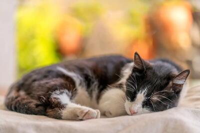  چرا گربه‌‌ها بیشتر روی سمت چپ بدنشان می‌خوابند؟