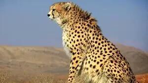  مشاهده یک قلاده پلنگ در سراوان