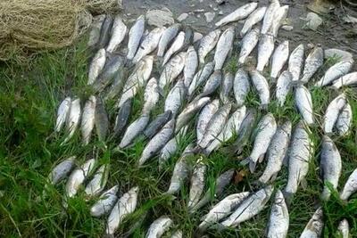  آخرین نرخ انواع ماهی در بازار و میادین تره‌بار (۲۴ اسفند ۱۴۰۴)