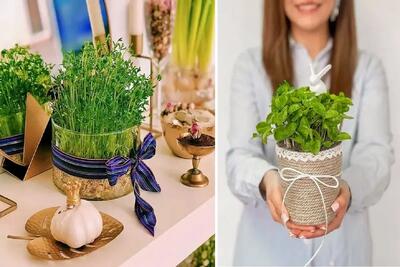  سریع الرشدترین سبزه ها برا عید تو 5 روز؛ اینا دیقه نودی هستن و از سبزه گندمم خوشگلترن