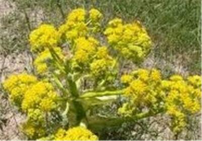  استان سمنان قطب رویش باریجه و کتیرا؛ برداشت دوباره با بهبود بارندگی - تسنیم