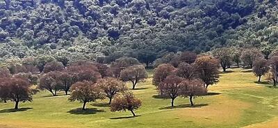  روز جهانی جنگل و زخم جنگ بر تن درختان زاگرس