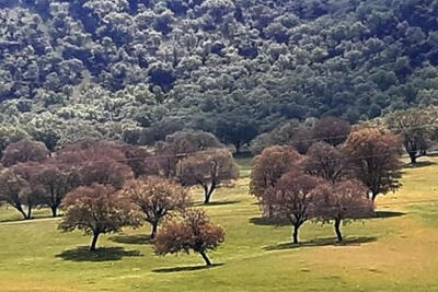  روز جهانی جنگل؛ روایت زخم‌های جنگ بر پیکر بلوط‌های زاگرس