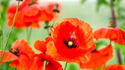  فال ابجد امروز اول فروردین 1405